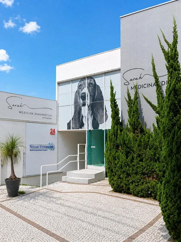 Tutora em casa, à luz da manhã — o cuidado começa antes da clínica